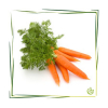 Äth. Karottensamenöl 10 ml